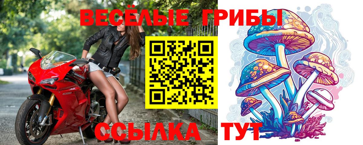 Галлюциногенные грибы Psilocybine cubensis Всеволожск