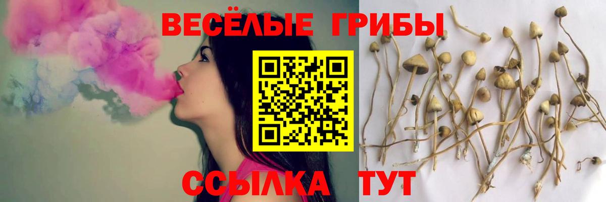 Псилоцибиновые грибы Psilocybine cubensis Всеволожск